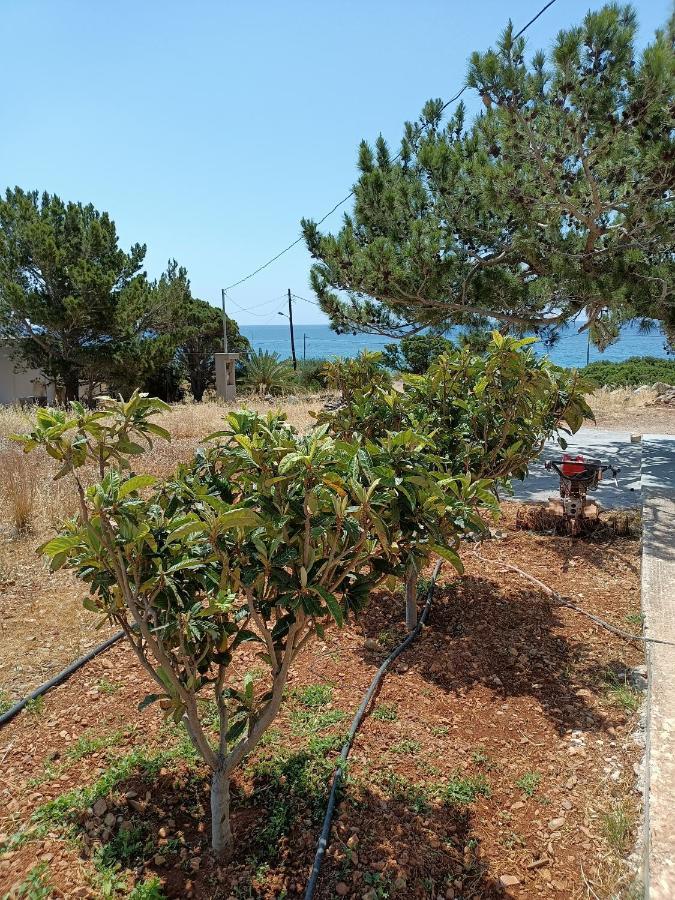 Sea View Pine House Villa Makríjalosz Kültér fotó